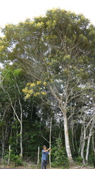 Tachigali densiflora