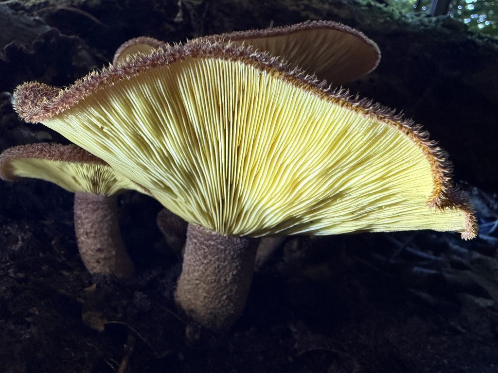 Tricholomopsis scabra · May 2025 · photo: © lizid (iNaturalist, cc-by)