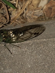 Neotibicen latifasciatus