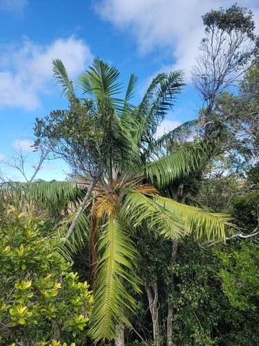 Ravenea madagascariensis