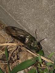 Neotibicen latifasciatus