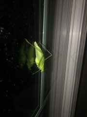 Amblycorypha oblongifolia