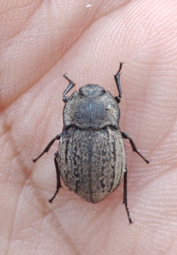 Asida poneli