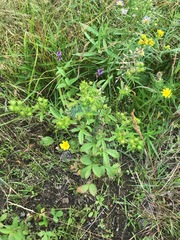 Potentilla norvegica