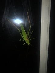 Amblycorypha oblongifolia