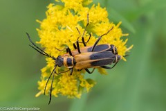 Chauliognathus pensylvanicus