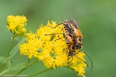 Chauliognathus pensylvanicus