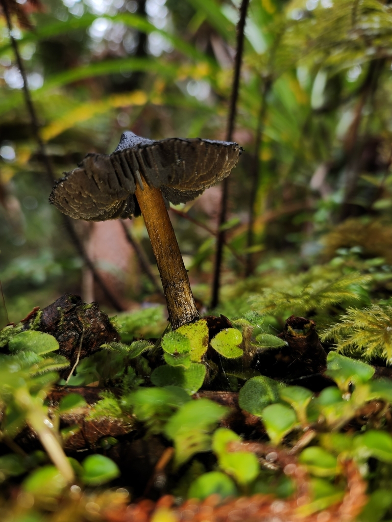 Hygrocybe astatogala · May 2025 · photo: © archie_tarn (iNaturalist, cc-by)