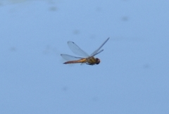 Pantala