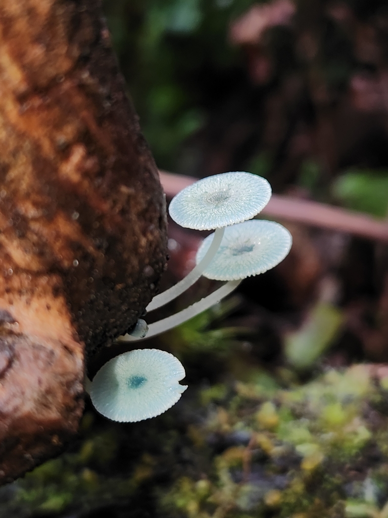 Mycena interrupta · May 2025 · photo: © archie_tarn (iNaturalist, cc-by)
