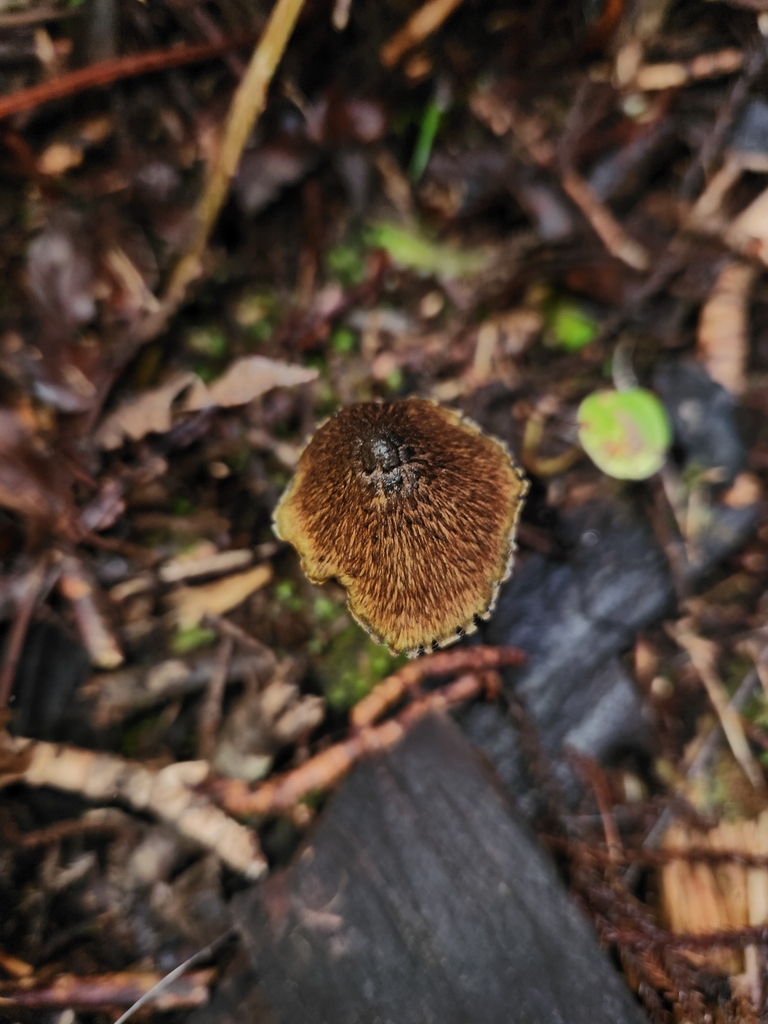 Hygrocybe astatogala · May 2025 · photo: © archie_tarn (iNaturalist, cc-by)