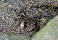 Pachygrapsus socius