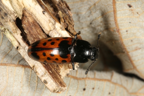Pselaphacus signatus