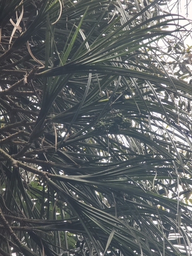 Pandanus dyckioides observed 2025-05-11