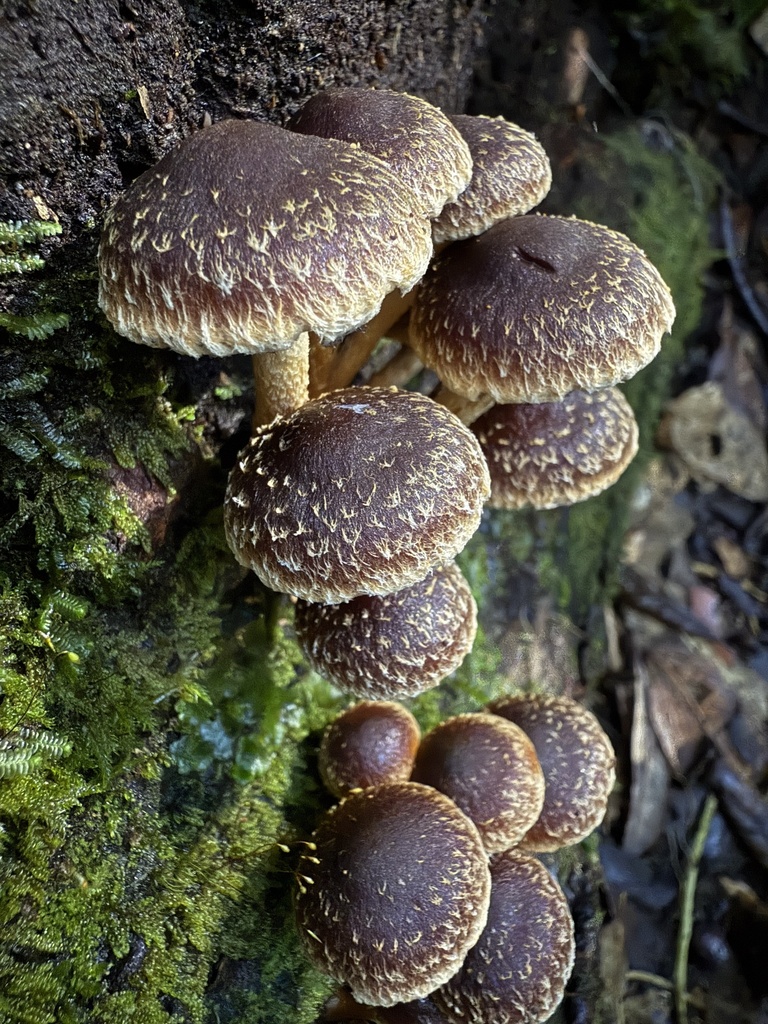 Hypholoma brunneum · May 2025 · photo: © lizid (iNaturalist, cc-by)