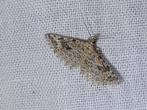 Twenty-plume Moth, 9204 EB Drachten, Nederland, photo 8 of 10
