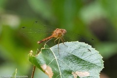 Sympetrum vicinum
