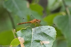 Sympetrum vicinum
