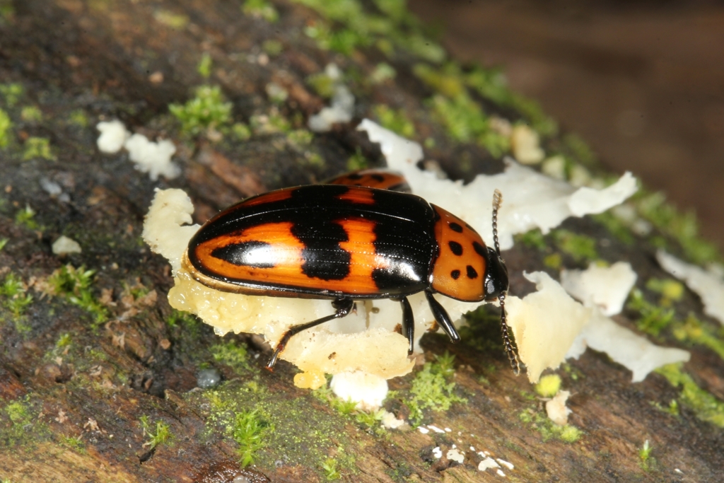 Pselaphacus puncticollis