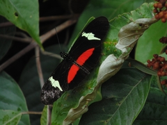 Heliconius clysonymus clysonymus