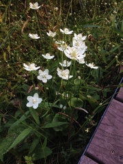 Parnassia asarifolia