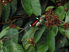 Heliconius clysonymus clysonymus