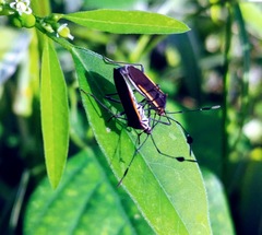 Plapigus circumcinctus