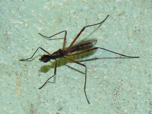 Micropeza corrigiolata, Voorschoten, Nederland, photo 8 of 10