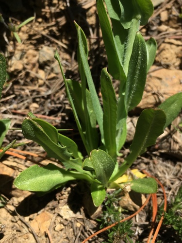 Image of Thelypodium brachycarpum by (c) Matt Berger, some rights reserved (CC BY)