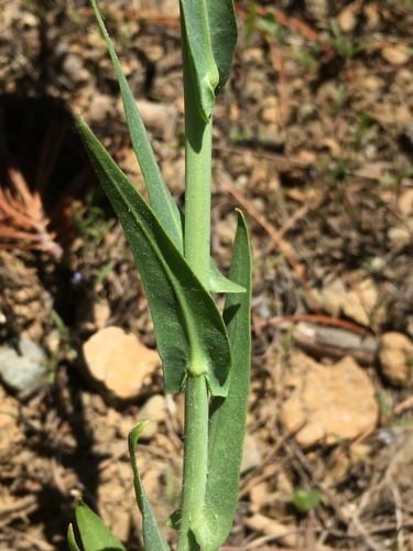 Image of Thelypodium brachycarpum by (c) Matt Berger, some rights reserved (CC BY)