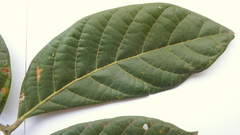 Tachigali densiflora