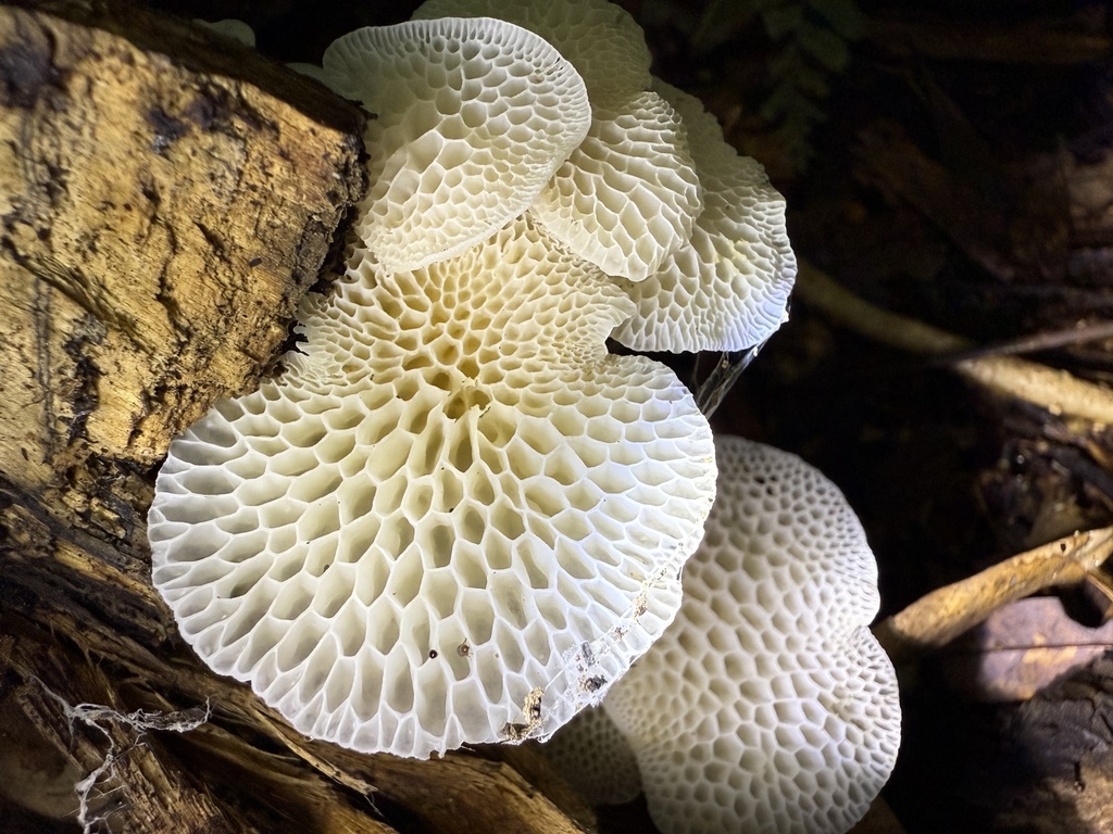 Favolaschia pustulosa · May 2025 · photo: © lizid (iNaturalist, cc-by)