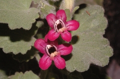 Mabrya rosei