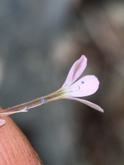 Collomia tracyi