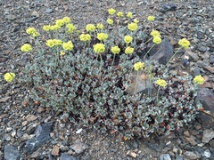 Eriogonum diclinum