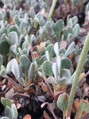Eriogonum diclinum