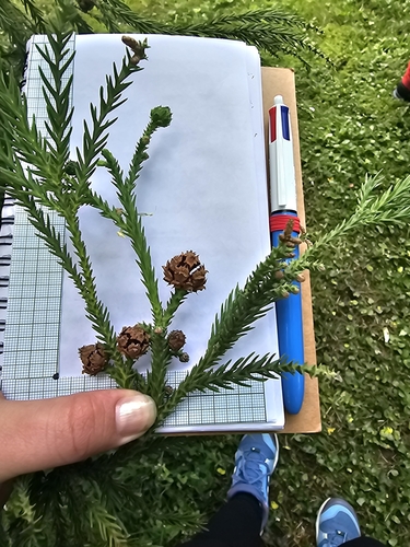 Cryptomeria japonica iNat (3)