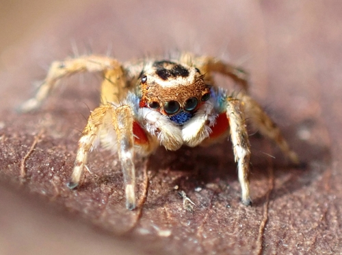 Stenaelurillus ilesai