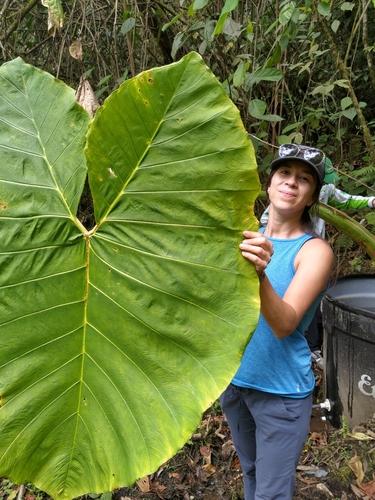 Alocasia macrorrhizos