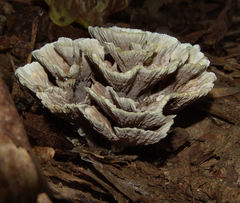 Thelephora americana