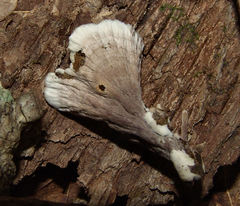 Thelephora americana