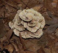Thelephora americana