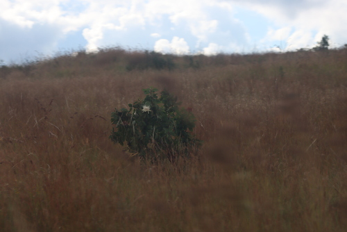 Angolan protea (Protea angolensis)