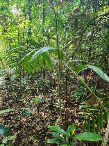 Calamus vitiensis observed 2025-04-06