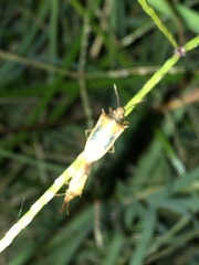 Oebalus