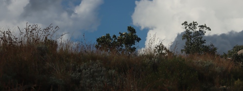Angolan protea (Protea angolensis)