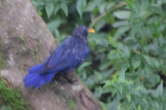 Myophonus caeruleus temminckii