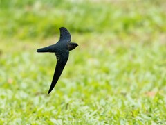 Plume-Toed Swiftlet photo 3