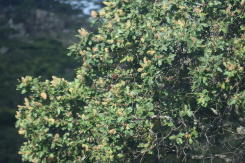 Image of Faurea rochetiana by (c) Tony Rebelo, some rights reserved (CC BY-SA)