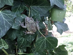 Hyla versicolor
